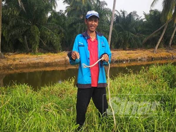 Mohd Shahit menunjuk tali ikatan lembu dipotong pihak terbabit.