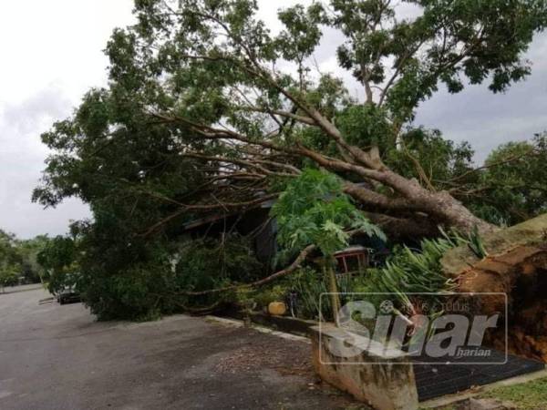 Kejadian pokok tumbang yang berlaku akibat hujan dan angin kuat semalam. 