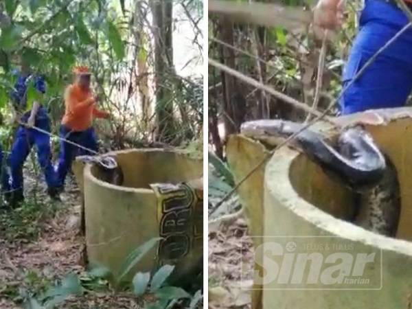 Pihak APM Tanah Merah berusaha menangkap ular sawa seberat 15kg.
