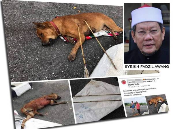 Gambar seekor anjing yang mati ditemui bersama dua anak panah di badannya tular media sosial.