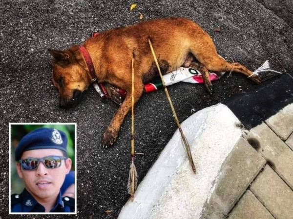 Anjing yang ditemui mati dengan tusukan dua anak panah di badannya semalam. (Gambar kecil: Mohd Iqbal)