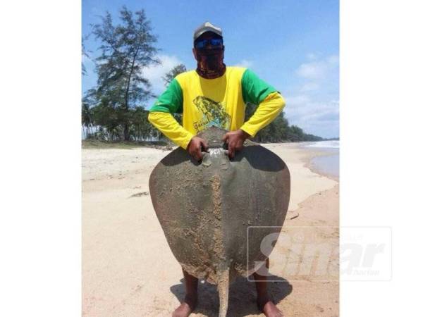 Pantai Sepat terkenal dengan spesis pari bersaiz mega yang pasti menjadi buruan kaki pancing pada pertandingan memancing sempena Malaysia Surfcasting Tour: A Journey To Visit Malaysia 2020 yang akan berlangsung di pantai itu Ahad ini.