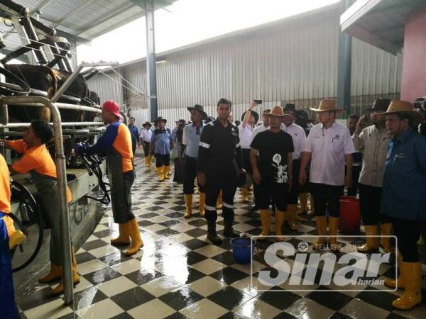 Kerajaan sasar 100 peratus susu segar tempatan