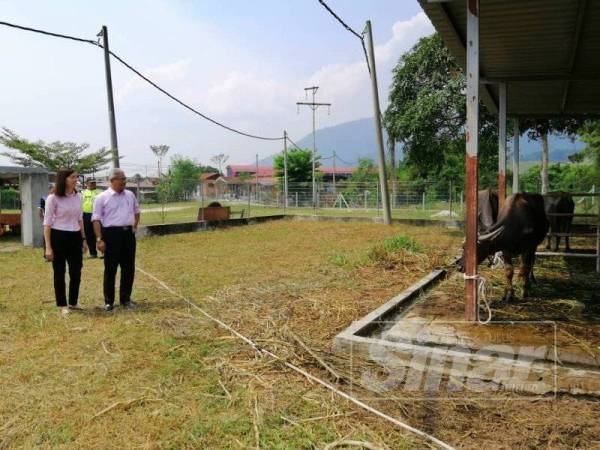 Khairul Amir dan Sandrea Ng ketika meninjau haiwan ternakan berkeliaran yang ditangkap dalam satu operasi di DUN Teja, minggu lalu.