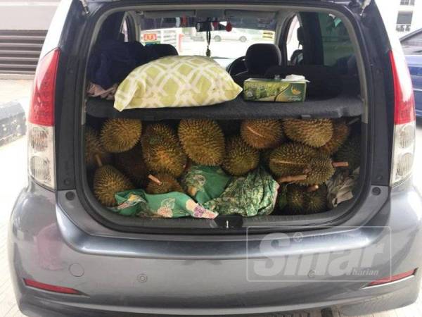 Anggota Maqis berjaya merampas 20 biji durian yang cuba diseludup dari Thailand.