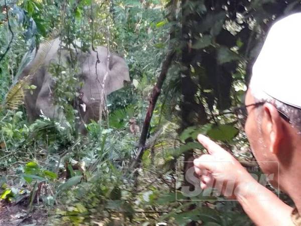 Abd Nasir menunjukkan gajah berkenaan.