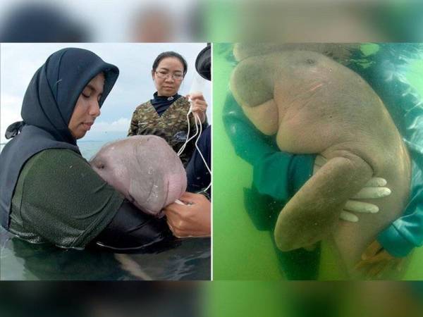 Anak dugong bernama 'Mariam' terpaksa didukung untuk diberikan susu sebelum dibawa berenang untuk melatih sistem penghadamannya.
