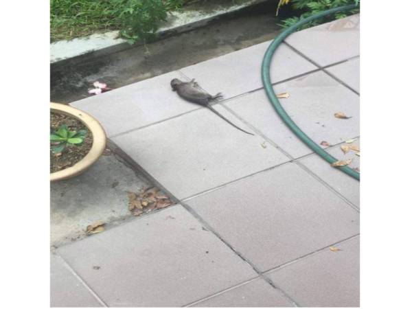 Tikus yang pada mulanya disangka ular oleh penghuni sebuah rumah di Taman Puchong Utama di sini pagi tadi.