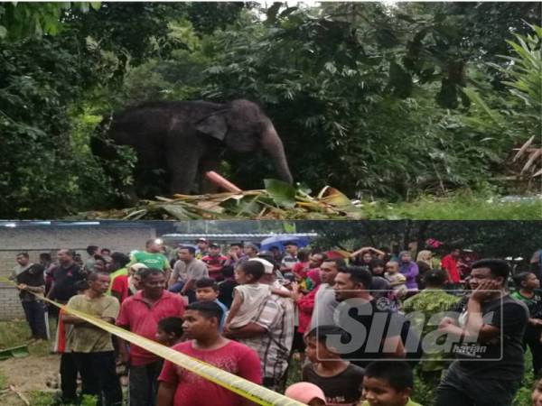 Salah seekor gajah diberikan makanan batang pisang manakala turut Orang ramai datang melihat gajah
