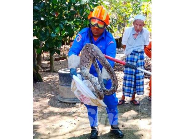 Anggota APM Pasir Mas menangkap ular sawa yang tersangkut pada jaring pagar rumah penduduk di Taman Mekasar pagi semalam.