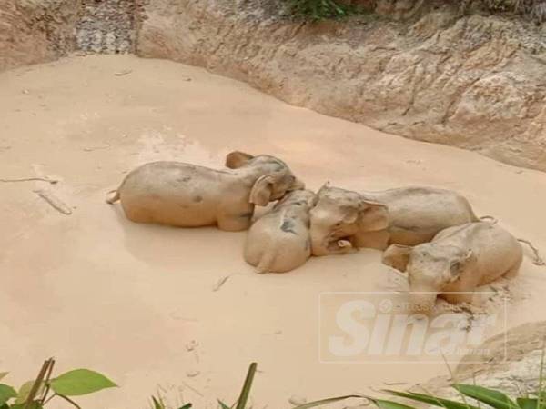 Sekumpulan gajah yang terperangkap dalam bekas lombong emas di Hutan Simpan Ibam berjaya diselamatkan.