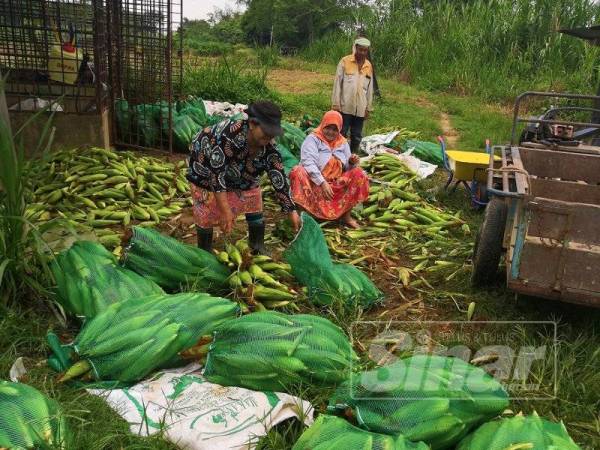 Zulkifli memerhatikan kerja-kerja pengasingan mengikut gred dilaksanakan sebelum jagung madu diagihkan kepada peraih-peraih yang setia menunggu di kebunnya di Kampung Paloh Rawa Hilir di sini hari ini.