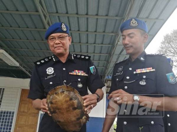 Norzaid (kiri) menunjukkan kura-kura yang dirampas PPM Wilayah Tiga di Tok Bali semalam.