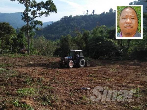 Kawasan tanaman diusahakan penduduk orang asli suku Temiar seluas lebih 1.214 hektar dimusnahkan menggunakan jengkaut. Gambar kecil, Bidi Ronggeng.