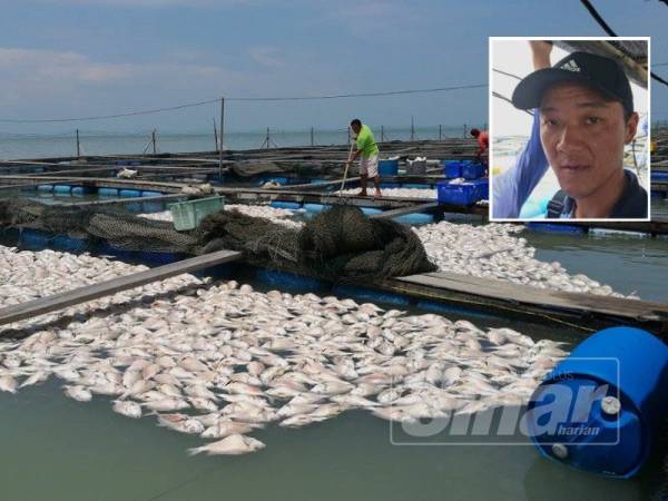 Industri Penternakan Akuakultur Perak Hampir Lumpuh