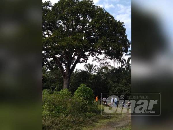 Pokok binjai berusia lebih 100 tahun yang berbuah setiap empat tahun menjadi tumpuan penduduk Kampung Telekong.