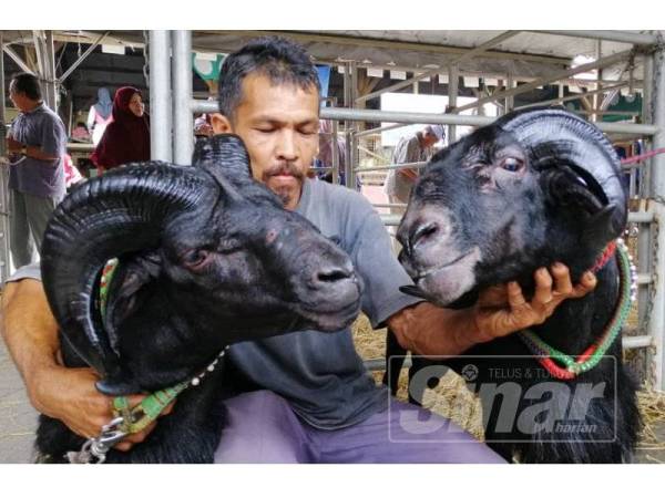 Nik Amir memeluk Tapey (kiri) dan Kubang Hitam Manis biri-biri baka Malin kesayangannya yang muncul johan dan Naib johan dalam pertandingan biri-biri cantik sempena Karnival Agro Al-Falah di Kampung Laut.