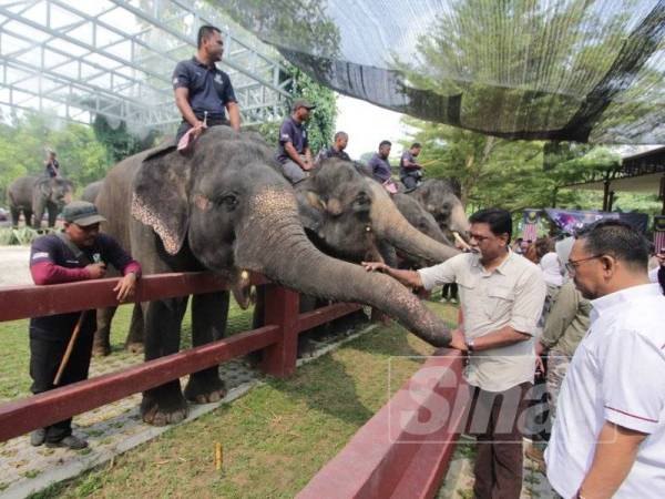 Xavier meluangkan masa melawat kandang gajah selepas merasmikan Sambutan Hari Gajah Sedunia di Pusat Konservasi Gajah Kebangsaan Kuala Gandah di sini hari ini.