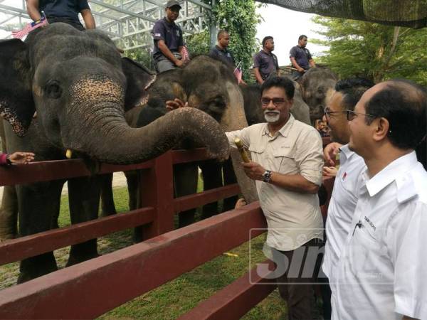 Xavier (kiri) memberi makan gajah selepas merasmikan Sambutan Hari Gajah Sedunia di Pusat Konservasi Gajah Kebangsaan Kuala Gandah di sini hari ini. 