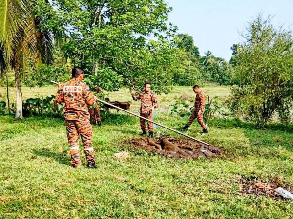 Rakaman dalam video memaparkan anggota bomba menyelamatkan seekor kerbau terperangkap dalam lubang najis pagi semalam viral di media sosial. - Foto: media sosial & JBPM