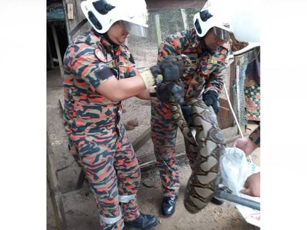 Anggota bomba memasukkan ular sawa yang ditangkap ke dalam guni sebelum dilepaskan ke tempat selamat.