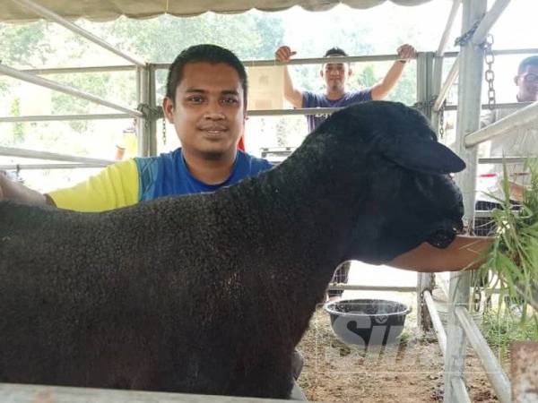 Abdul Aziz membelai bebiri jantan spesies Damara yang diternaknya.