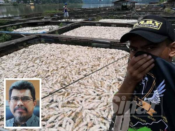 Ribuan ikan air tawar daripada lima sangkar ikan yang dipelihara di Kampung Kuala Bekah, Pulau Musang di sini mati dipercayai akibat kekurangan oksigen. (Gambar kecil: Zawawi Ali)