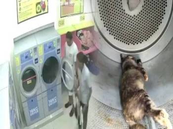 60 ekor kucing diracun, netizen kecam pelaku