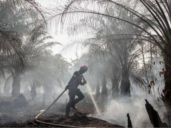 KLK akan bekerjasama dengan pihak berkuasa Indonesia berhubung siasatan kebakaran hutan.