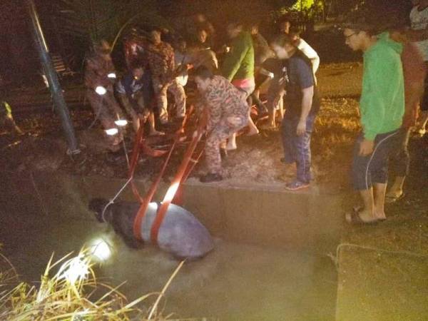 Penduduk kampung menghubungi pihak bomba bagi menyelamatkan tapir itu. Foto: Facebook Hilmi Harun