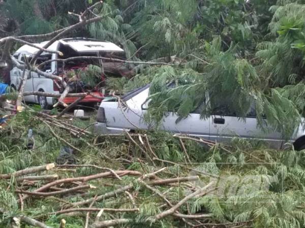 Tiga peniaga cedera dihempap pokok tumbang