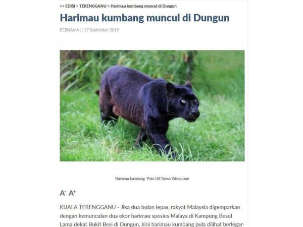 Unduh 670 Koleksi Gambar Harimau Kumbang Terbaik Gratis