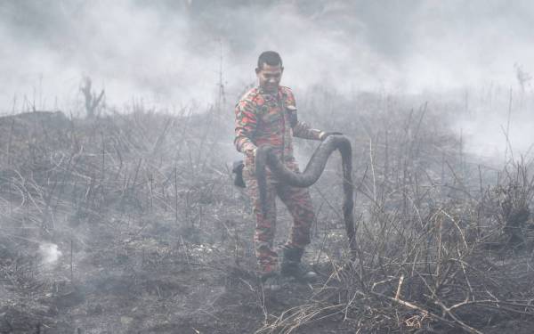 Anggota bomba mengeluarkan bangkai ular sawa yang ditemukan ketika operasi memadam api di kawasan tanah gambut di Kampung Matang Merbau semalam. - foto: BERNAMA