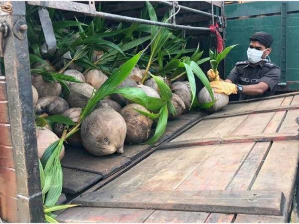 Anggota Maqis menunjukkan anak pokok kelapa yang berjaya dirampas PGA Batalion 7.