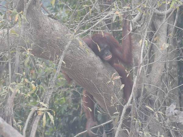 Kesihatan orang utan juga terjejas ekoran kebakaran besar-besaran di Jakarta. - Foto Kompas