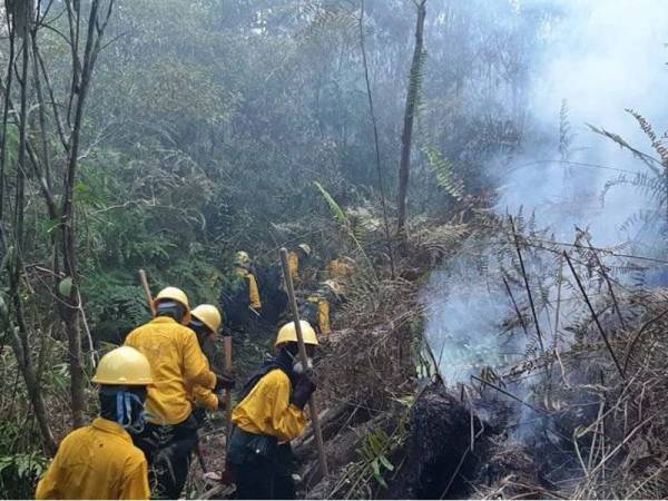 Anggota bomba dikerah memadam kebakaran hutan di daerah Labanan di Berau, Kalimantan Timur.