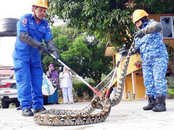 Ular seberat 60kg ditangkap APM dalam kawasan klinik.