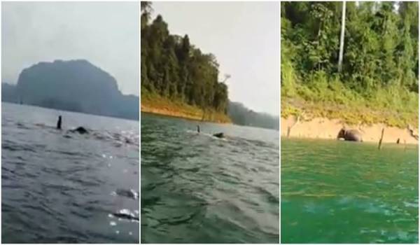 Aksi gajah berenang di Tasik Kenyir berjaya dirakam Mohd Suwardi Muhamad Azmi.