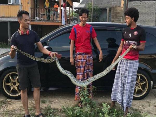 Muhammad Syafiq Bakri (kanan) dan Muhammad Hilmi memegang ular sawa yang berjaya ditangkap selepas tersesat di kawasan kediaman di Kampung Pantai Batu Buruk. - Foto ihsan pembaca