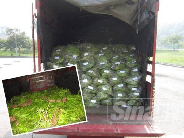 Maqis Kedah gagalkan cubaan bawa masuk petai secara tidak sah. Gambar kecil, Kira-kira 1,000kg petai dirampas Maqis Kedah dalam pemeriksaan di Kompleks ICQS Durian Burung baru-baru ini. 