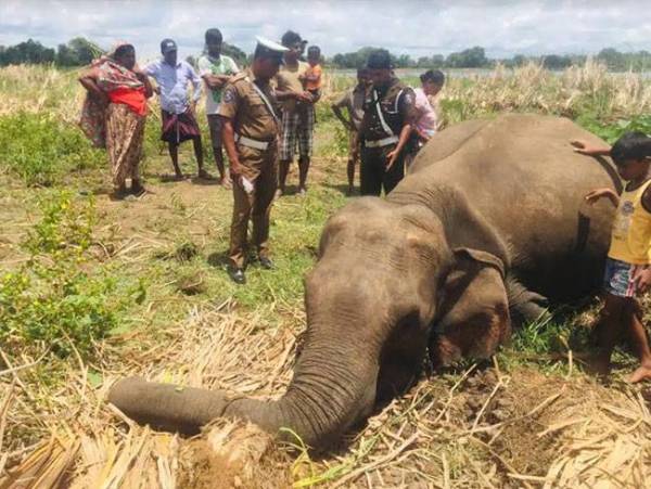 Seekor gajah mati dipercayai diracun penduduk kampung di Sigiriya kira-kira 175 kilometer di utara Colombo.- FOTO: AFP