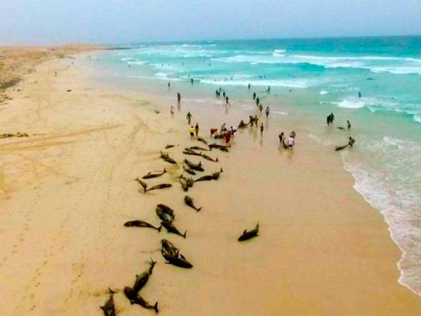 Lebih 100 ekor ikan lumba-lumba 'melon-headed' terdampar di pantai Pulau Boa Vista, Cape Verde. - Foto Elton Neves via AP