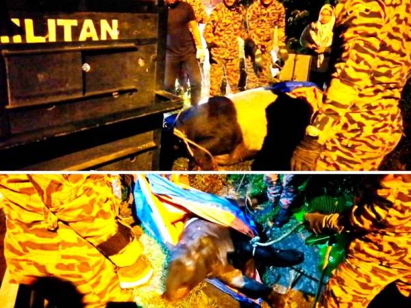 Seekor tapir betina cedera dilanggar sebuah kereta jenis Perodua Axia di Jalan Bukit Cerakah, Puncak Alam, Kuala Selangor semalam.