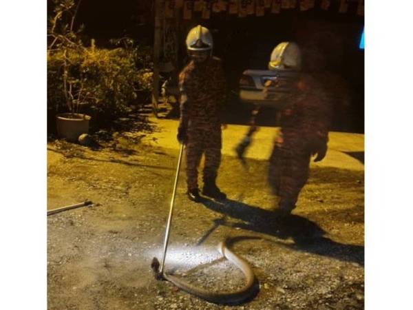 Anggota Balai Bomba dan Penyelamat Raub berjaya menangkap reptilia tersebut.