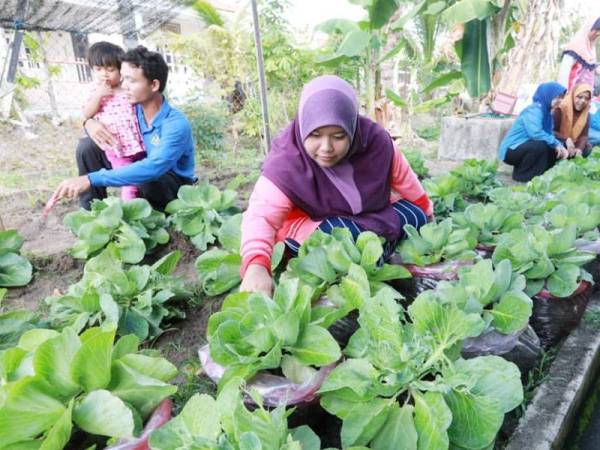 Siti Radhiah bersama suaminya, Mohd Zamri mengusahakan projek pertanian bandar di Taman Seri Maulana.