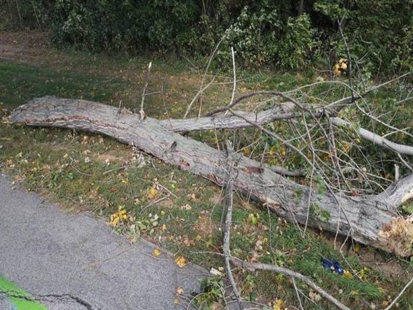 Dua orang maut dan beberapa yang lain cedera semalam apabila angin kuat menyebabkan pokok tumbang di Eropah Tengah. - Foto Agensi