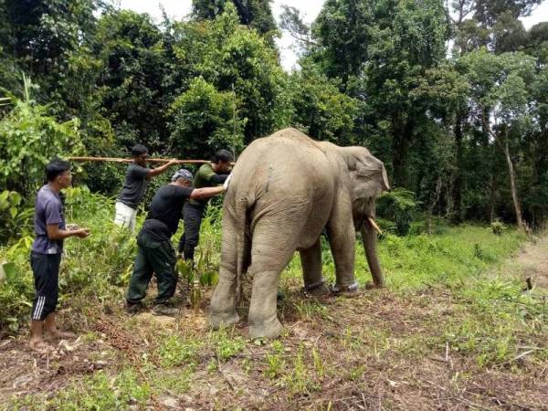 Gajah liar yang merosakkan tanaman penduduk Kg Lepan Kekabu, Guntung di Setiu sejak seminggu lalu berjaya dipindahkan ke Taman Negara Terengganu, hari ini.