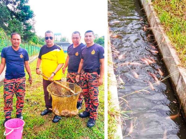 Hasnuddin (dua dari kiri) bersama anggota balai menunjukkan ikan yang berjaya diternak di longkang balai terbabit. 