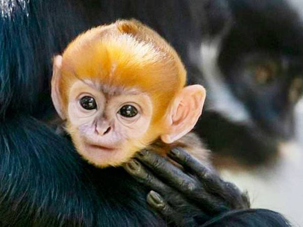 Anak monyet spesies Francois' Langur dengan bulu berwarna jingga dilahirkan di zoo Taronga di Sydney namun belum diberi nama. FOTO AFP