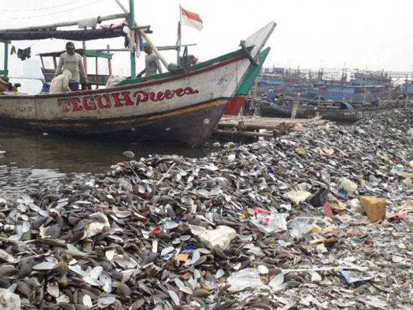 Kulit kerang hijau mampu meningkatkan kualiti air laut. FOTO: KOMPAS.